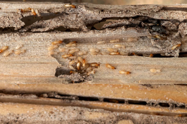 Best Best Pest Control Companies  in Russiaville, IN